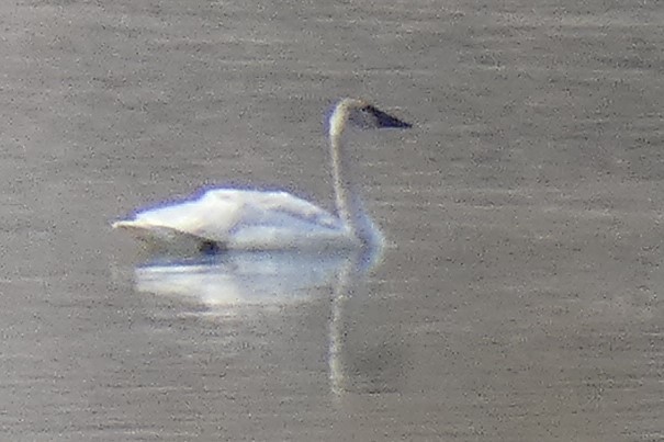 Trumpeter Swan - ML308939271