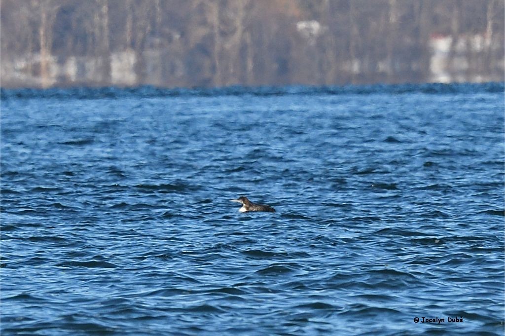 Common Loon - ML308939701