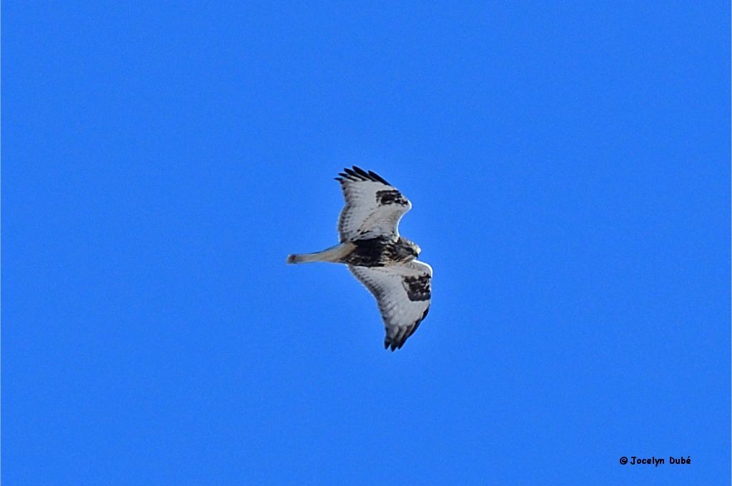 Rough-legged Hawk - Jocelyn Dubé