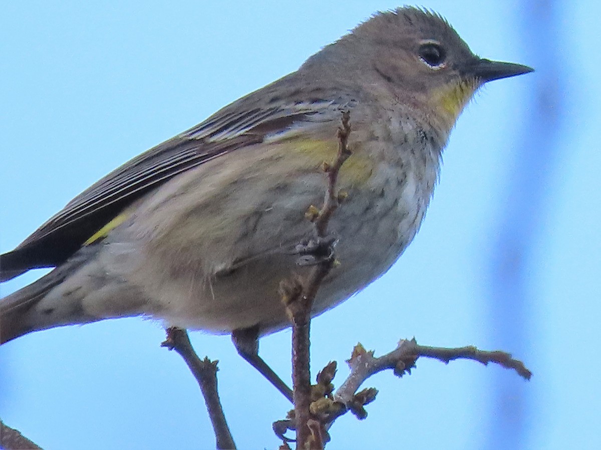Yellow-rumped Warbler (Audubon's) - ML308941081