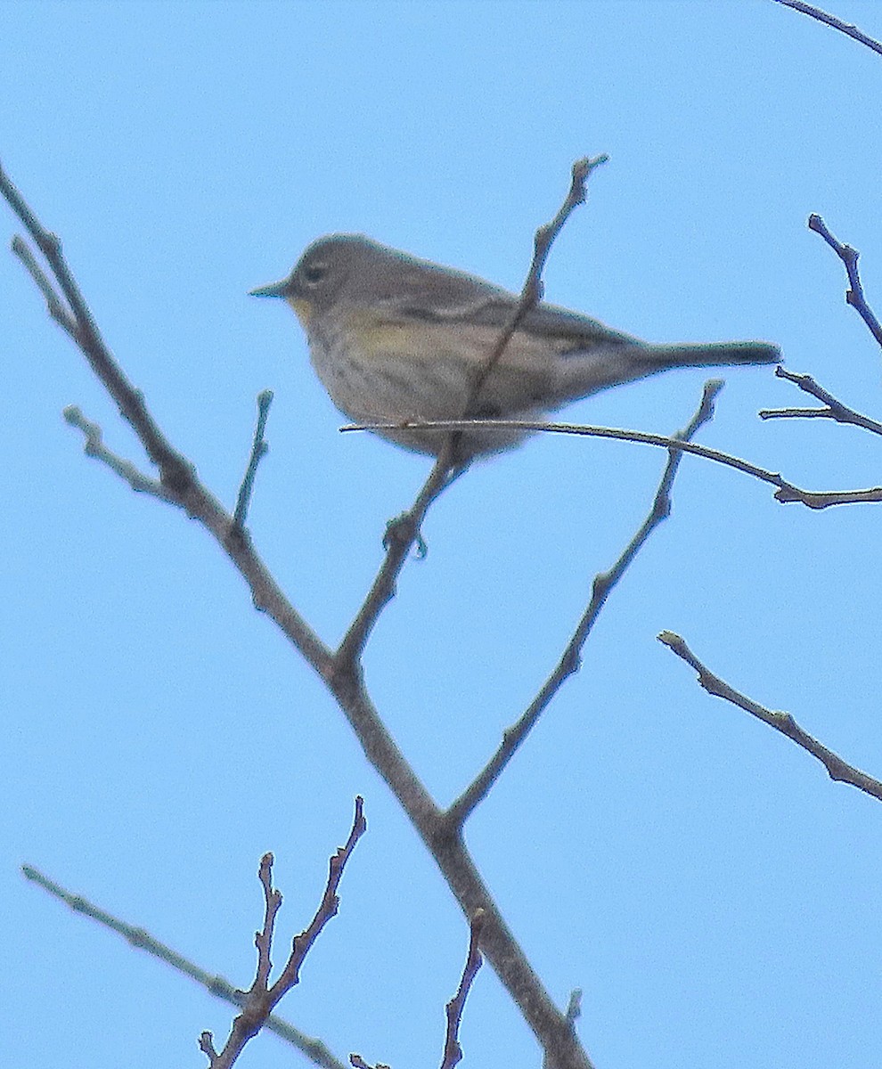 Yellow-rumped Warbler (Audubon's) - ML308941101