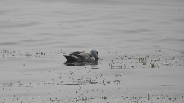 Cotton Pygmy-Goose - ML308941381