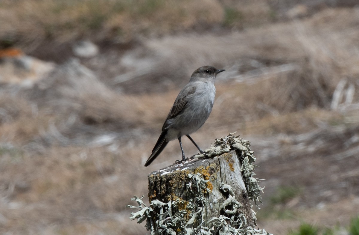 Dark-faced Ground-Tyrant - ML308942731