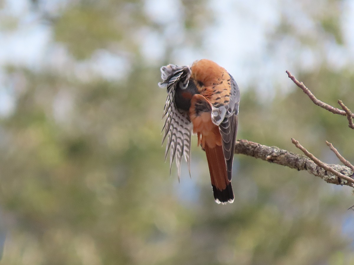 American Kestrel - ML308944121