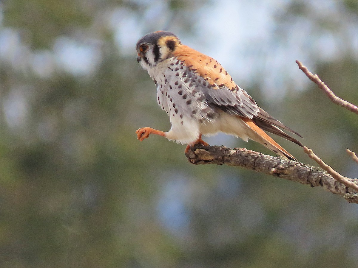 American Kestrel - ML308944201