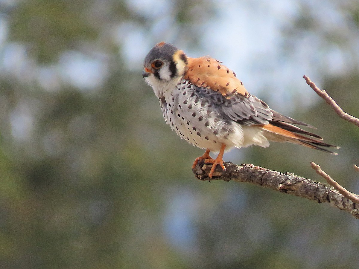 American Kestrel - ML308944211