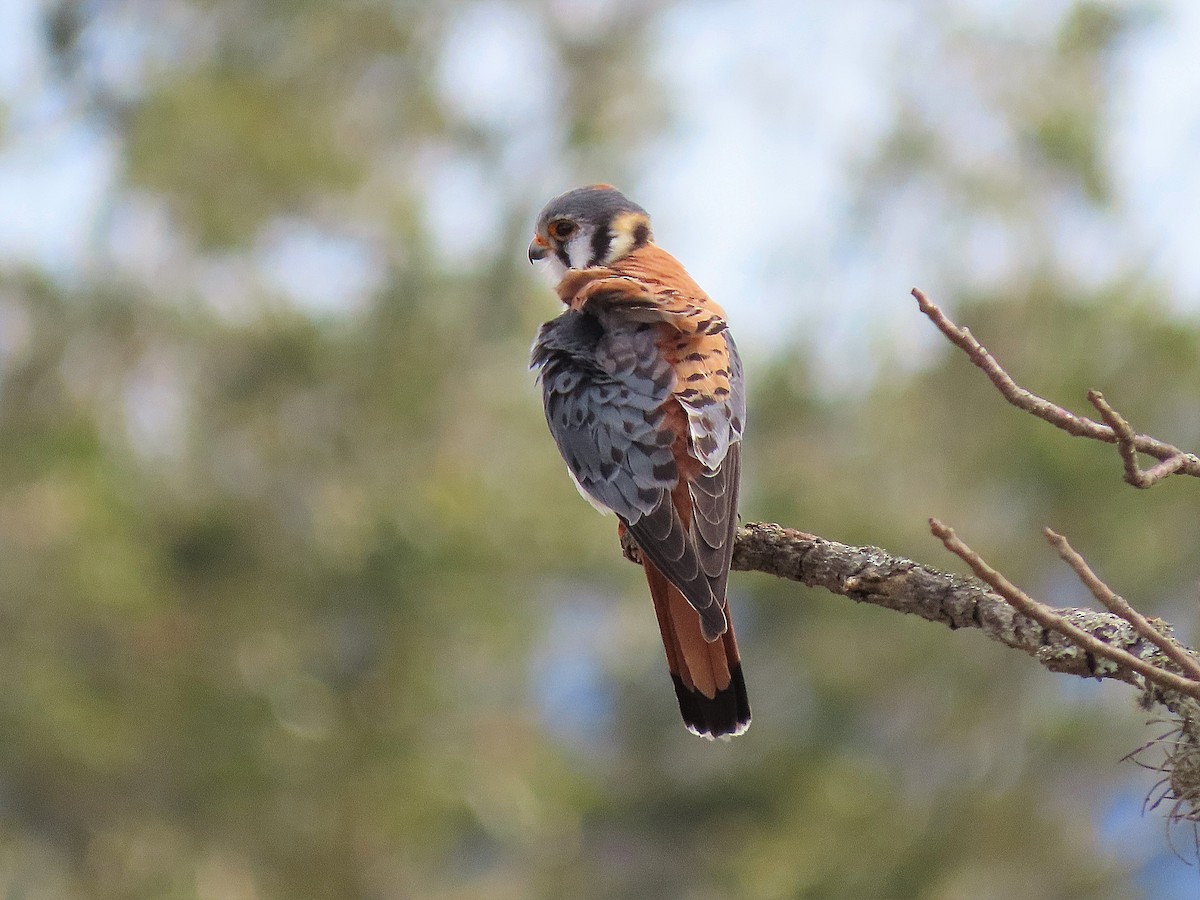 American Kestrel - ML308945531