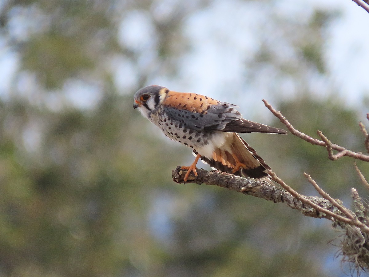 American Kestrel - ML308945651