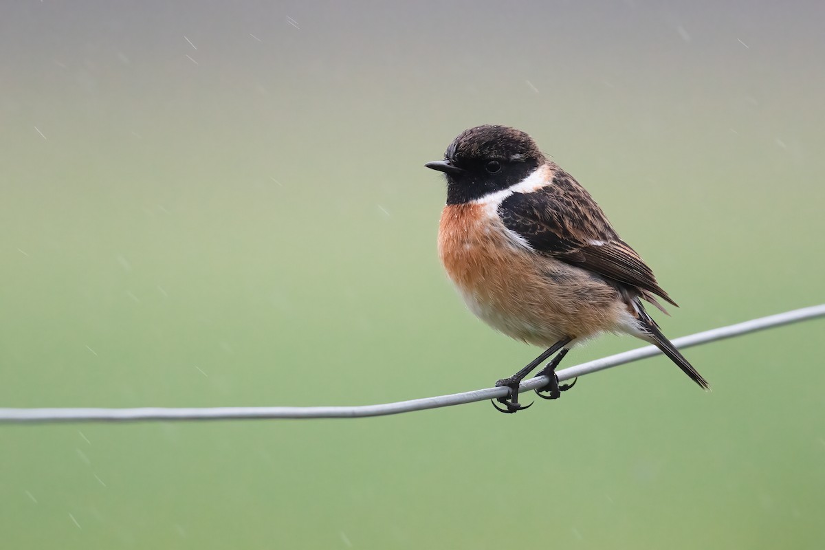 European Stonechat - Ben  Lucking