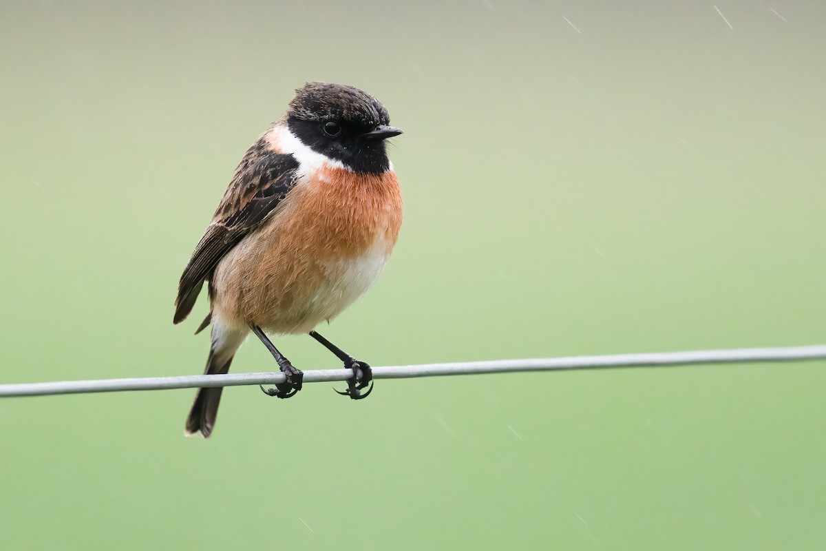 European Stonechat - Ben  Lucking