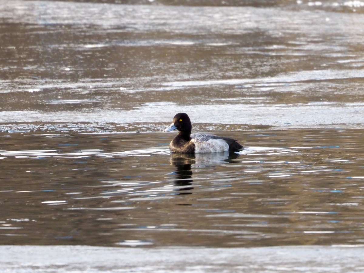 Lesser Scaup - Jason Carlson