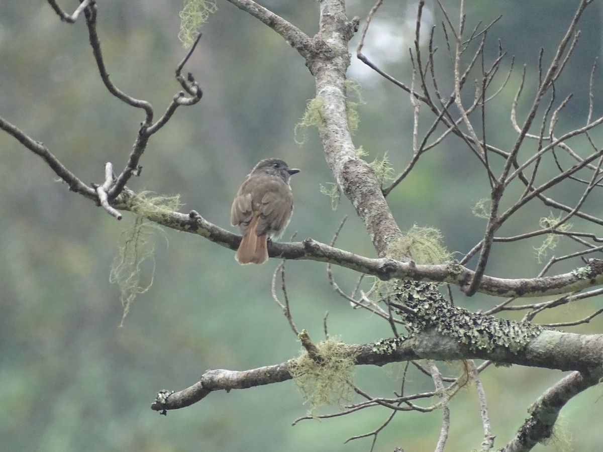 Flores Jungle Flycatcher - ML308947831