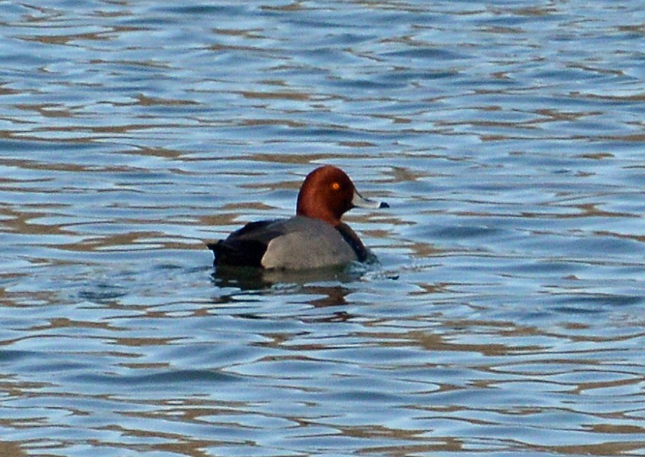 Redhead - ML308950171