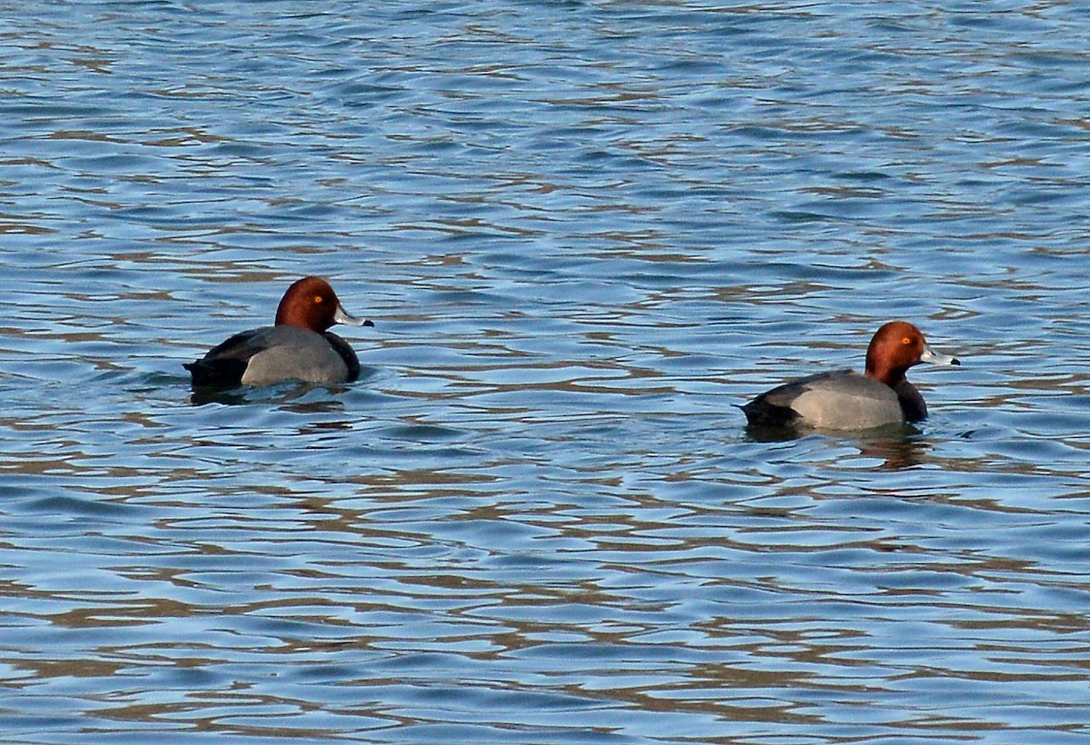 Redhead - ML308950181