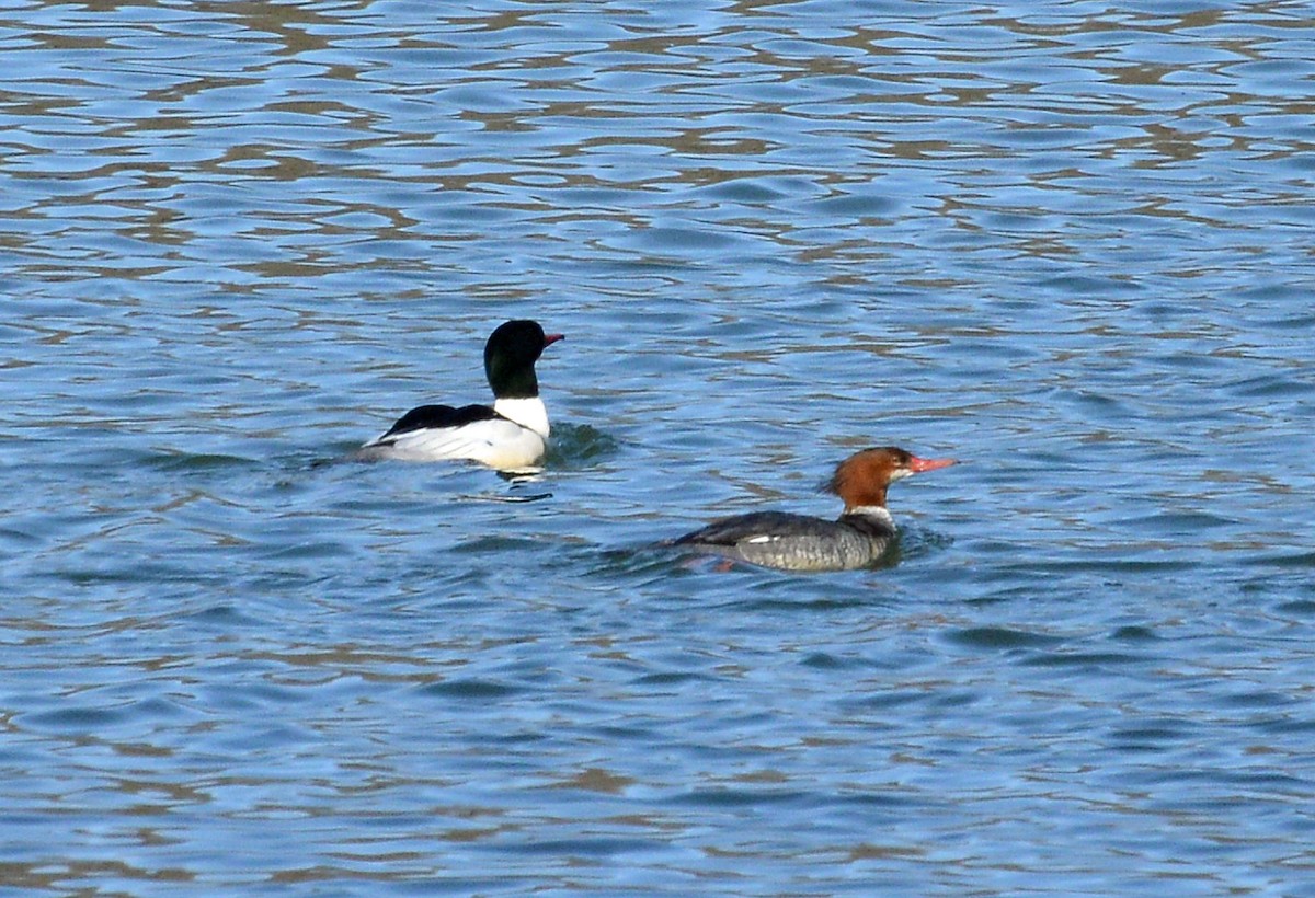 Common Merganser - ML308950371