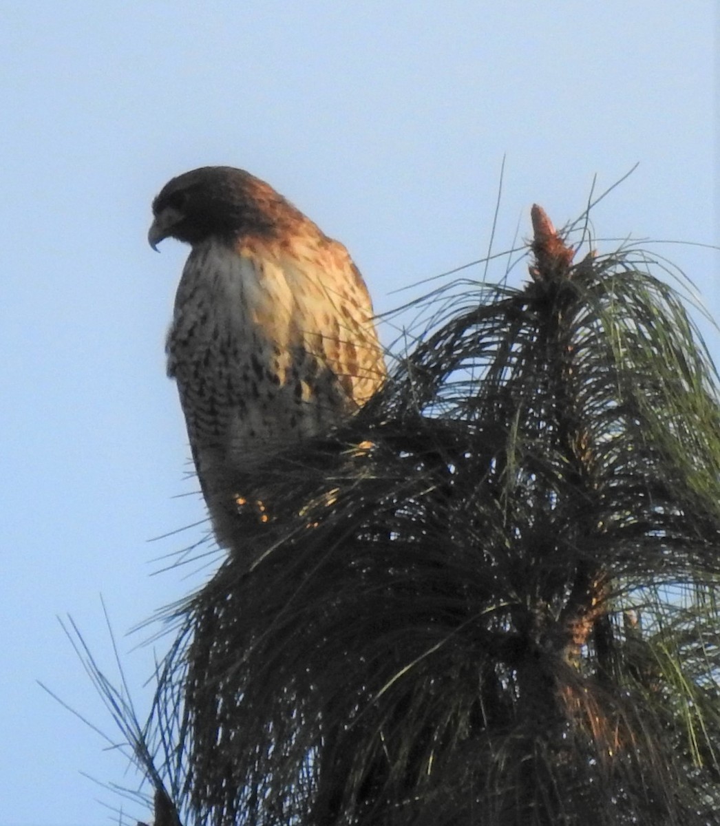 Red-tailed Hawk - ML308951901