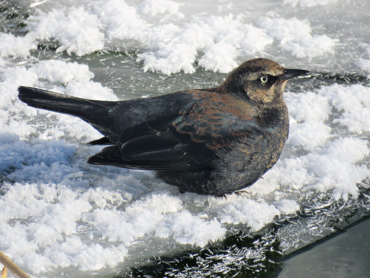 Rusty Blackbird - ML308952261