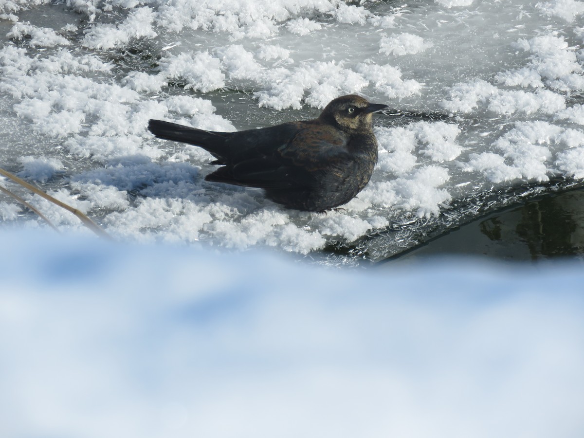 Rusty Blackbird - ML308952461