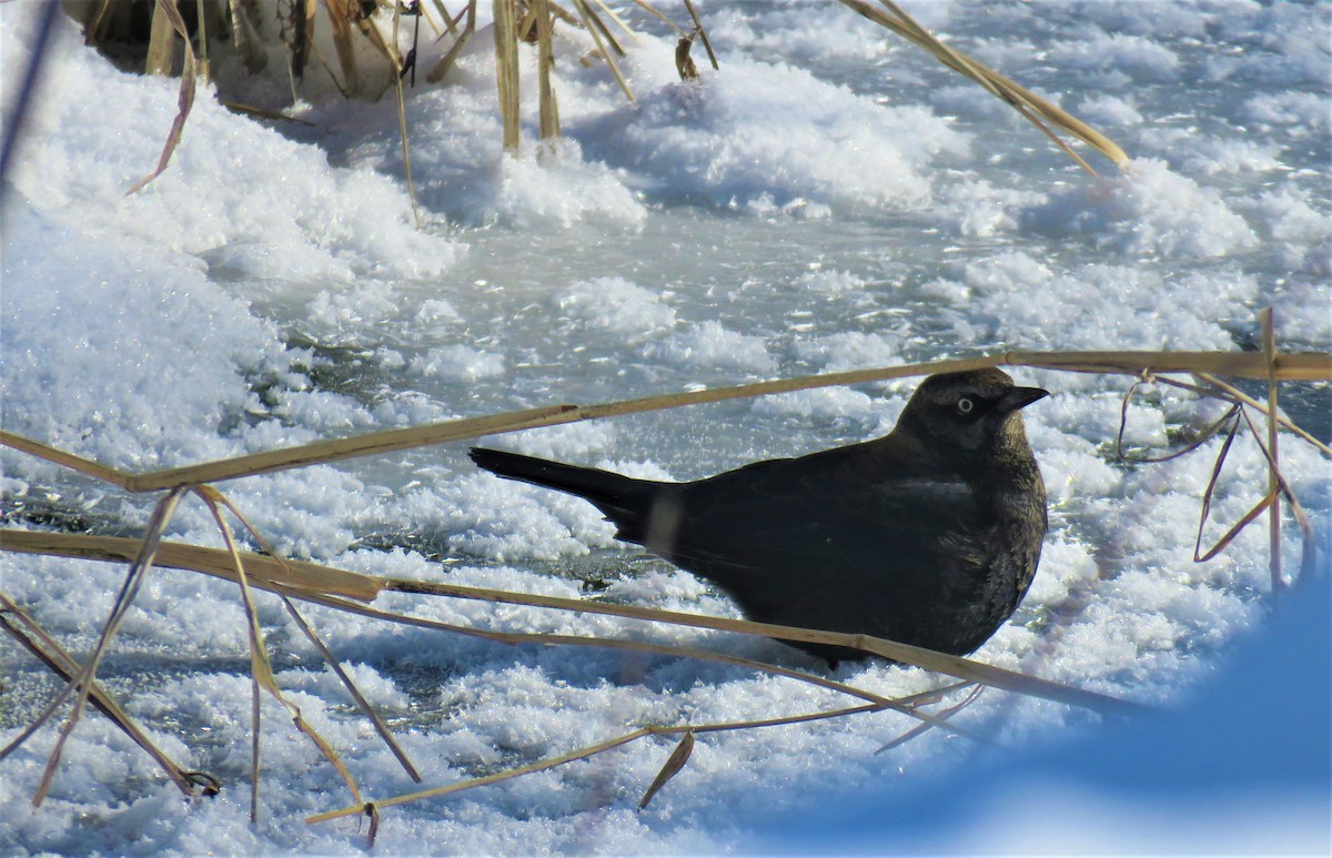 Rusty Blackbird - ML308952861