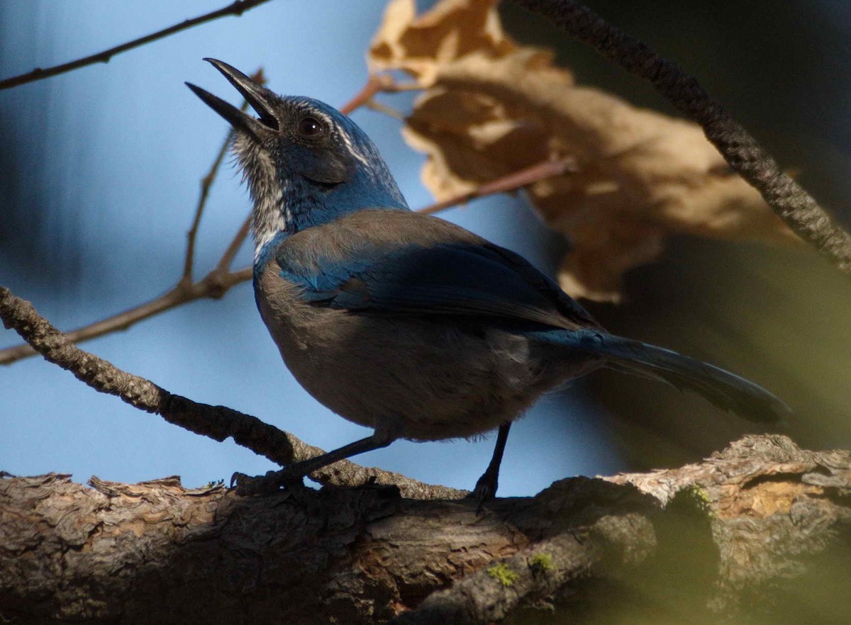 California Scrub-Jay - ML308953091