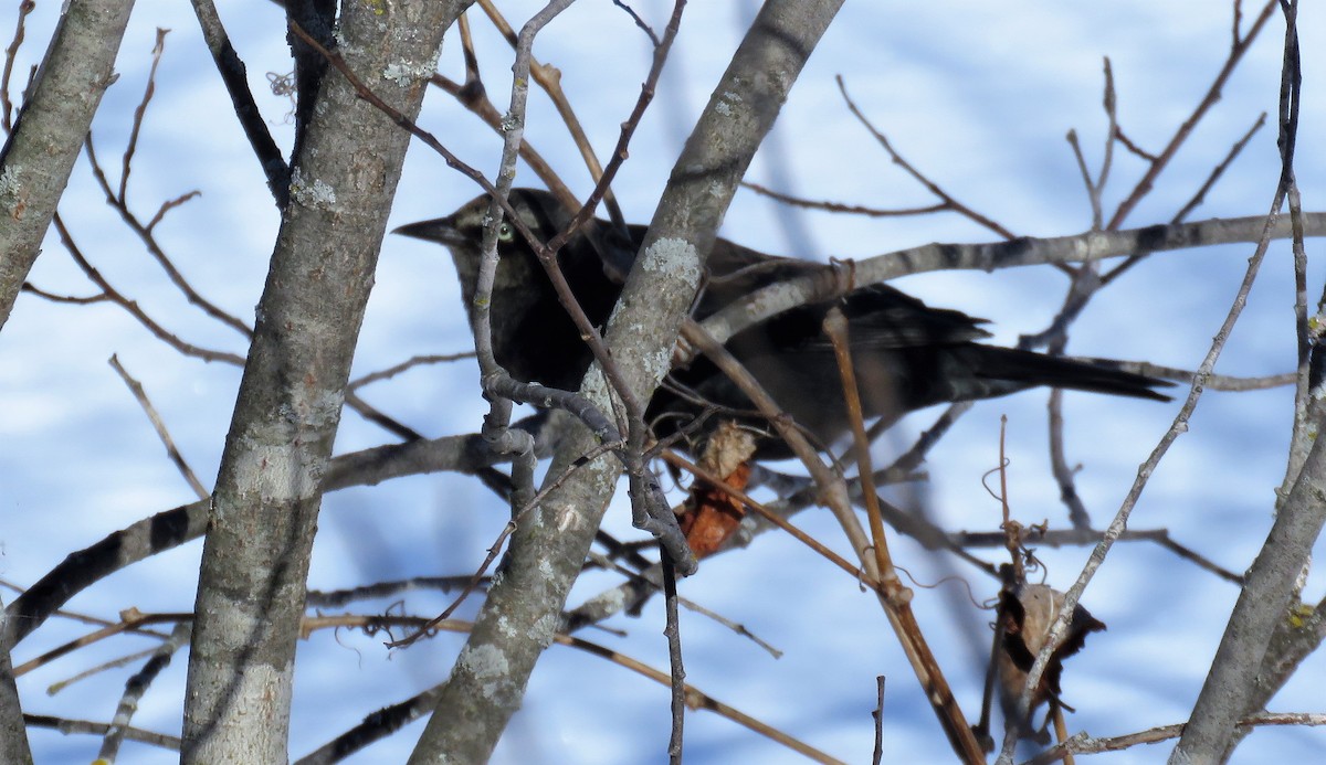 Rusty Blackbird - ML308953181