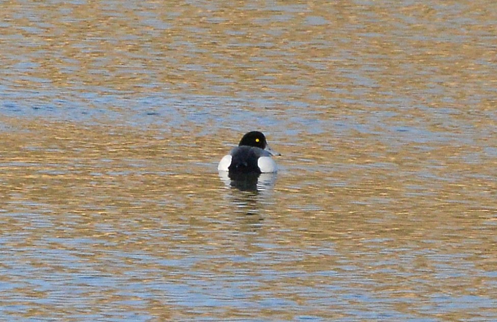 Greater Scaup - ML308954821