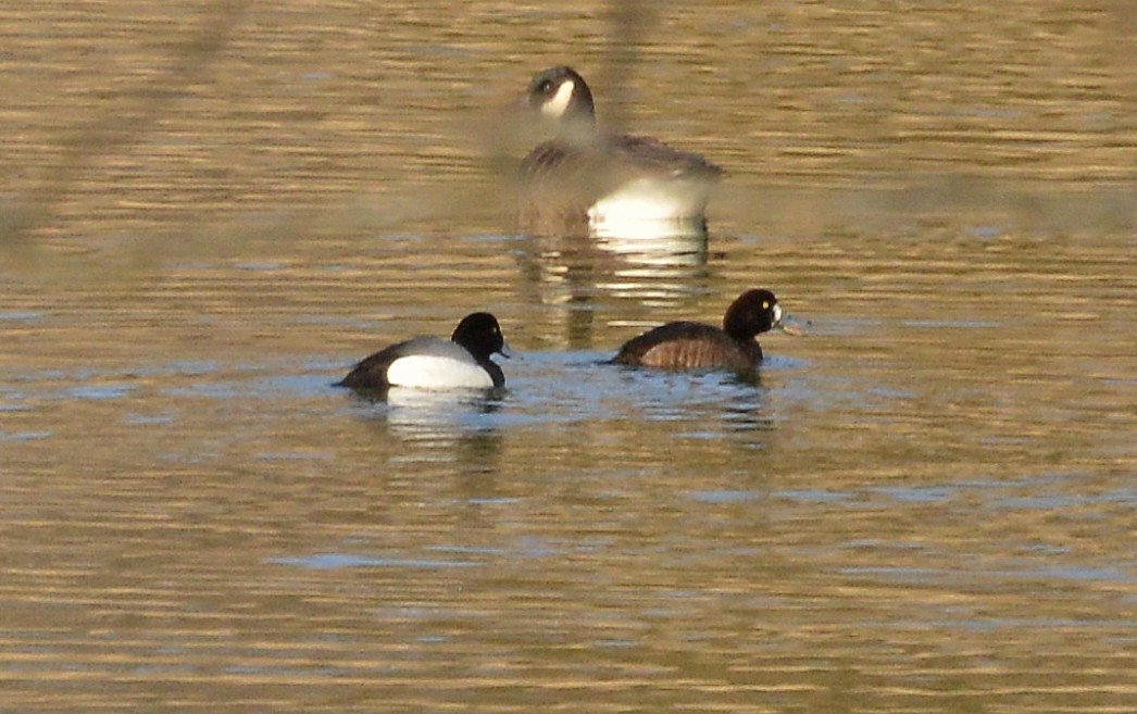 Greater Scaup - ML308954831