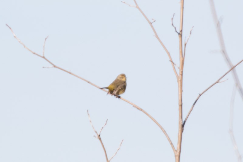 Palm Warbler - ML308956901