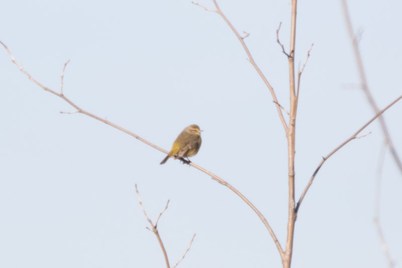 Palm Warbler - ML308956911