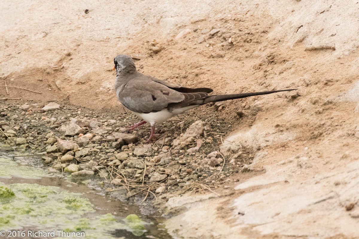 Tortolita Rabilarga - ML308957271