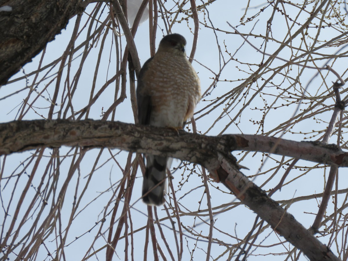 Sharp-shinned Hawk - ML308957821