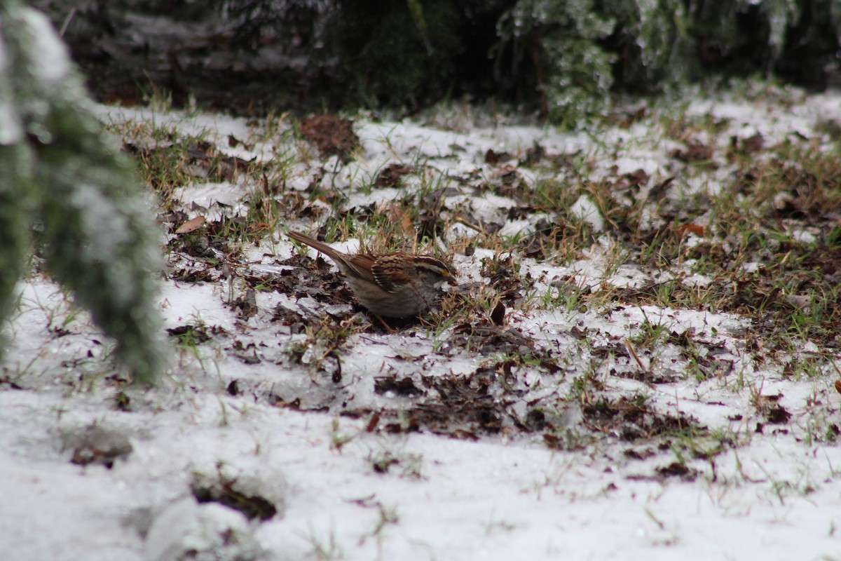 White-throated Sparrow - ML308959491