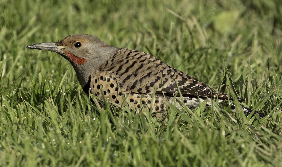 Northern Flicker (Yellow-shafted x Red-shafted) - Jeff Todoroff