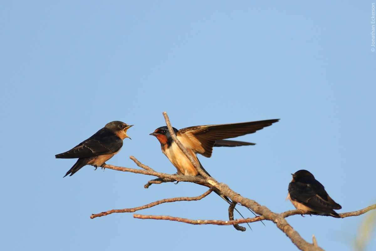 Barn Swallow - Jonathan Eckerson