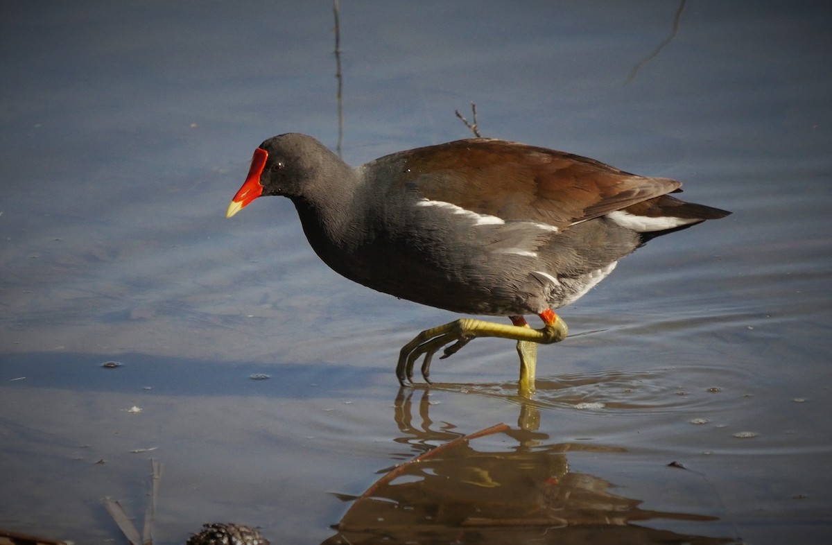 Gallinule d'Amérique - ML308960521