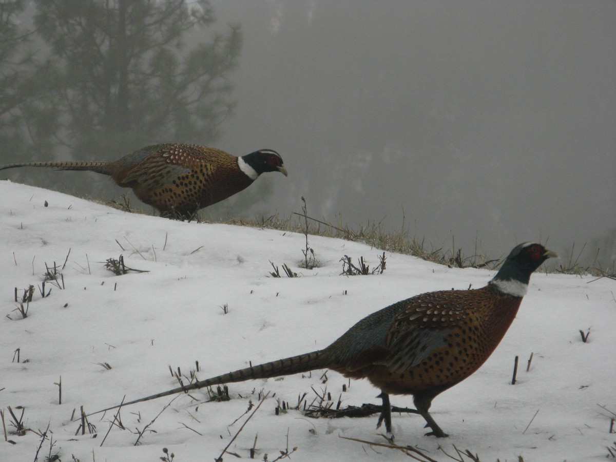 Ring-necked Pheasant - ML308960591