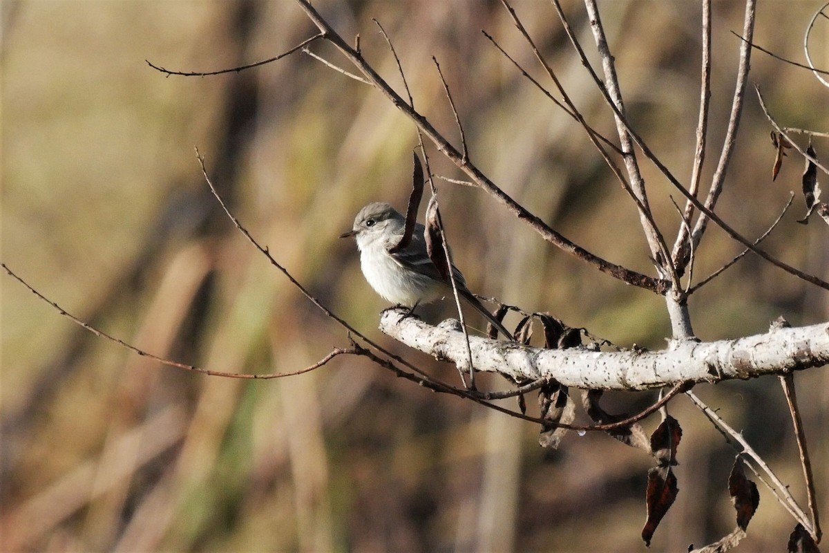 Gray Flycatcher - ML308960721