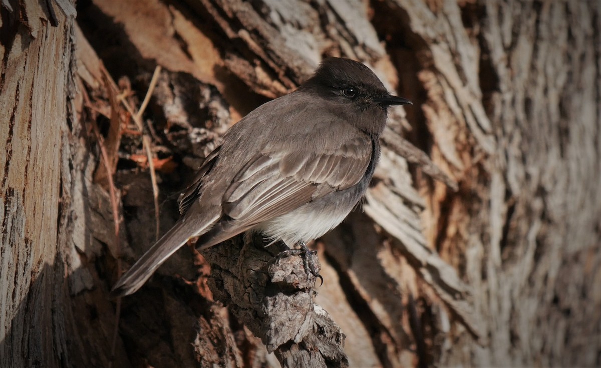 Black Phoebe - ML308960761