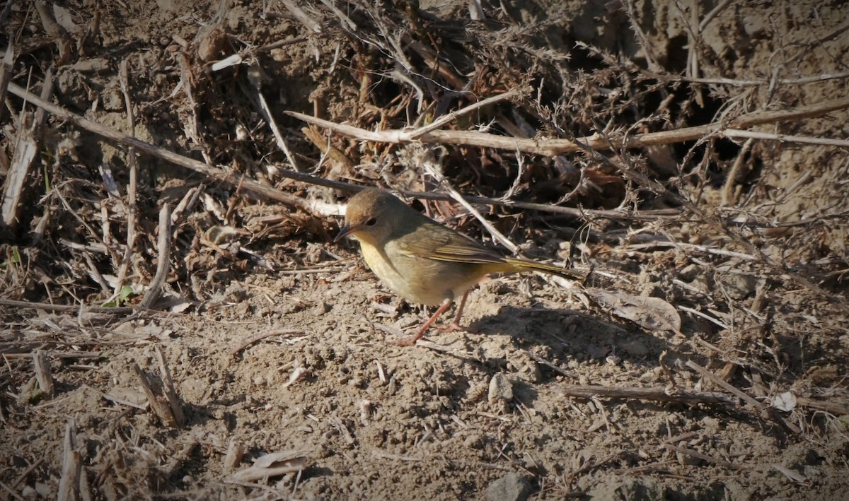 Common Yellowthroat - Angela Kenny