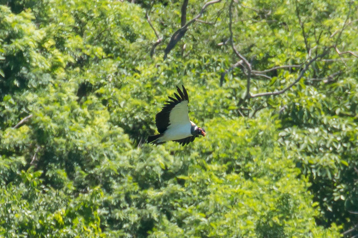 King Vulture - Patrick Van Thull