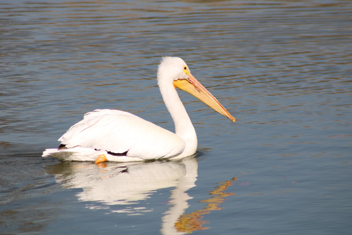 American White Pelican - ML308961421