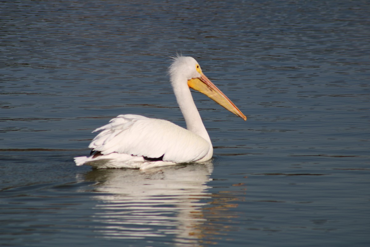 American White Pelican - ML308961431