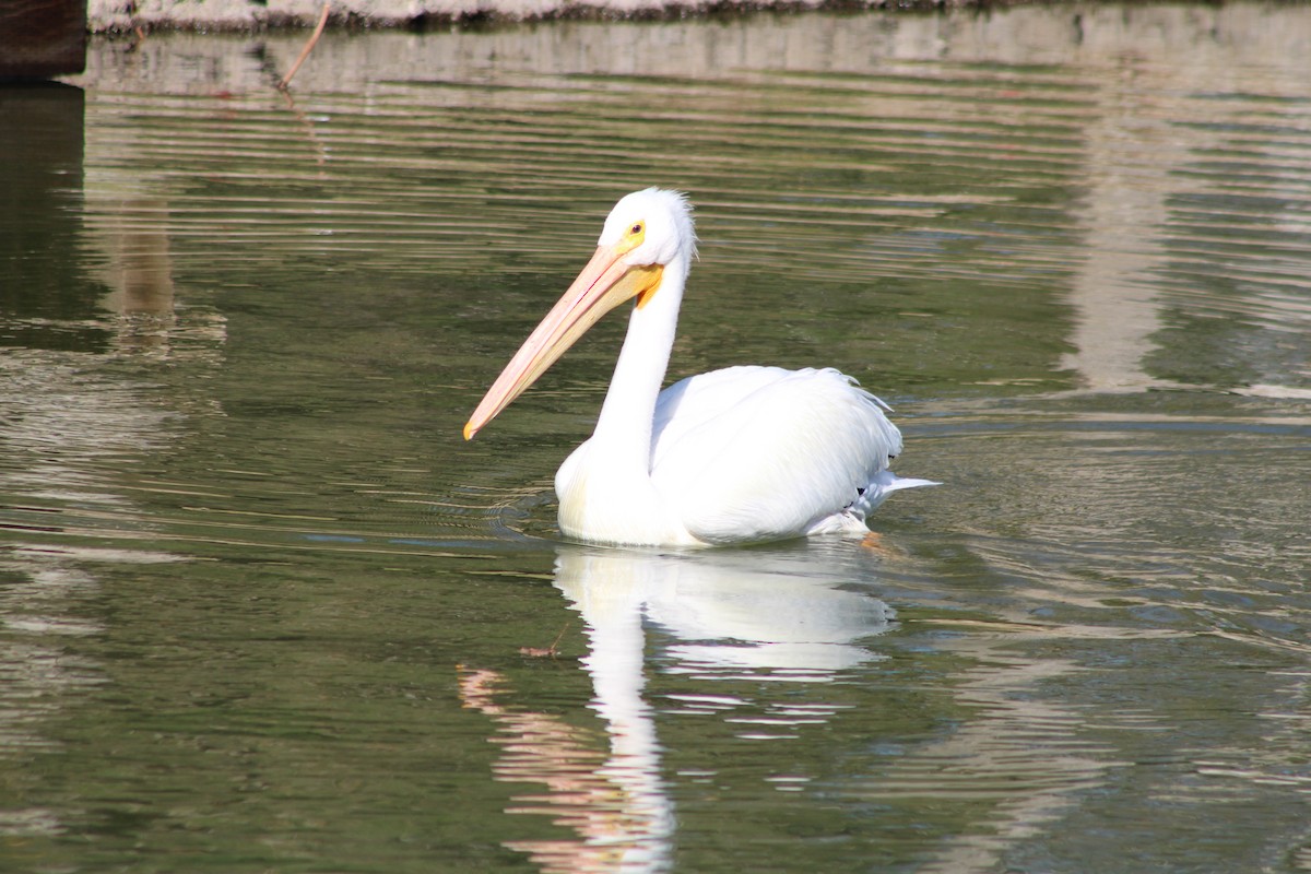 American White Pelican - ML308961451