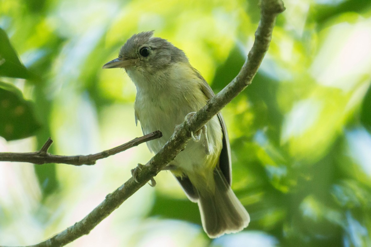 korthalevireo - ML30896311