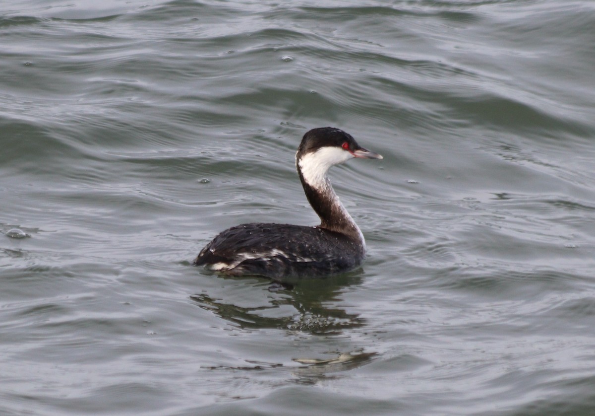 Horned Grebe - MA 2