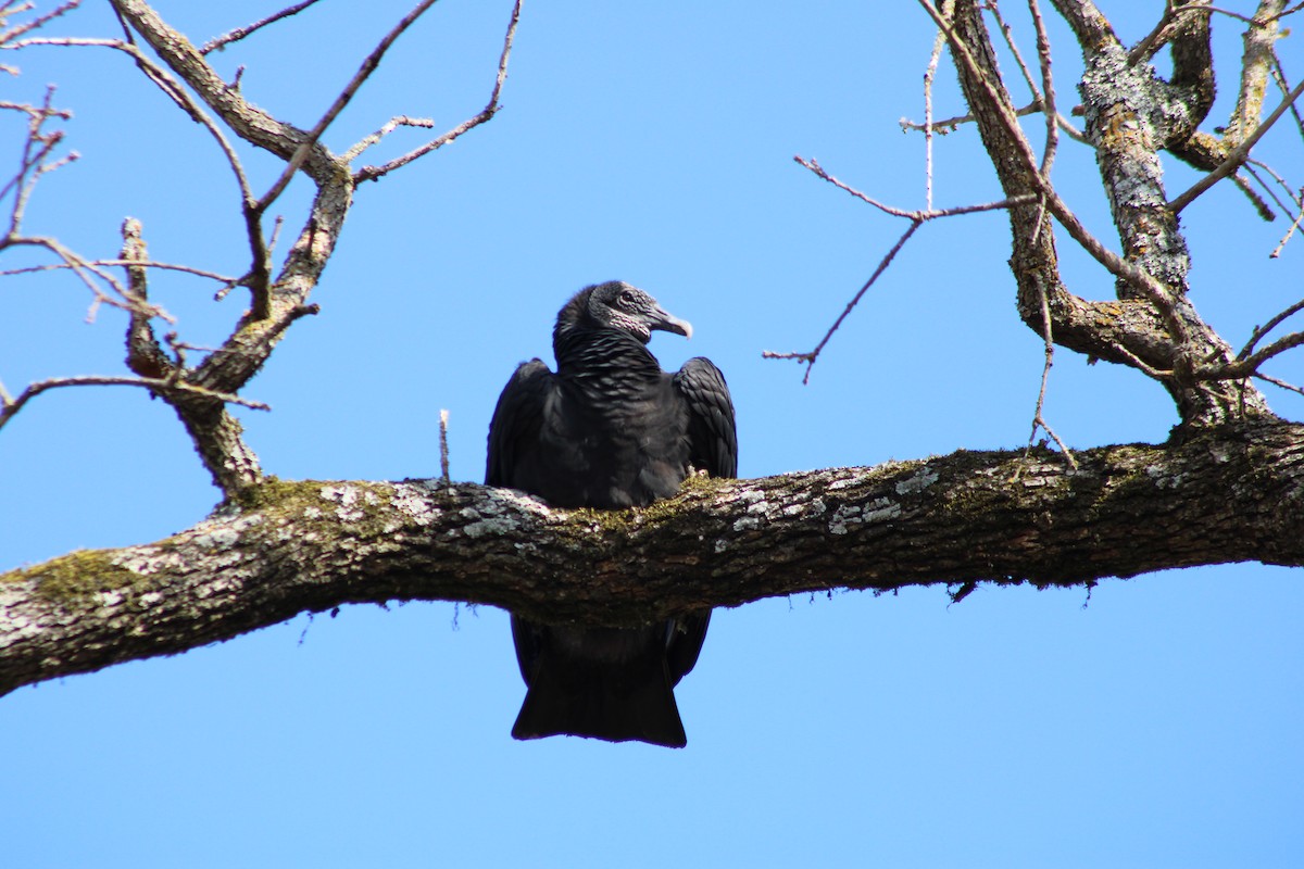 Black Vulture - ML308965711