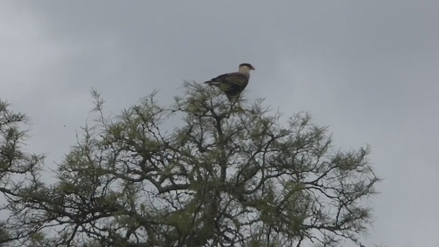 Crested Caracara (Southern) - ML308968581