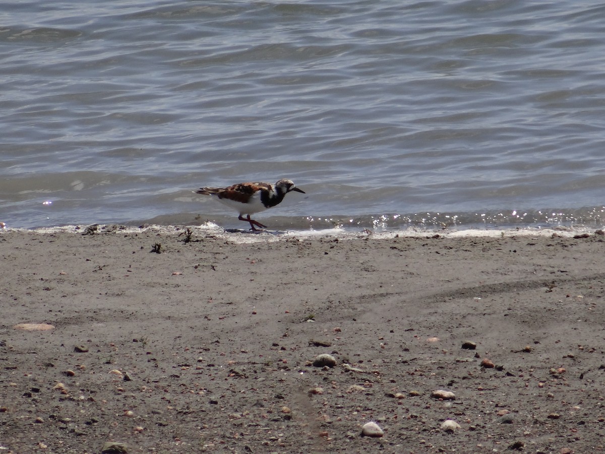 Ruddy Turnstone - ML308970071