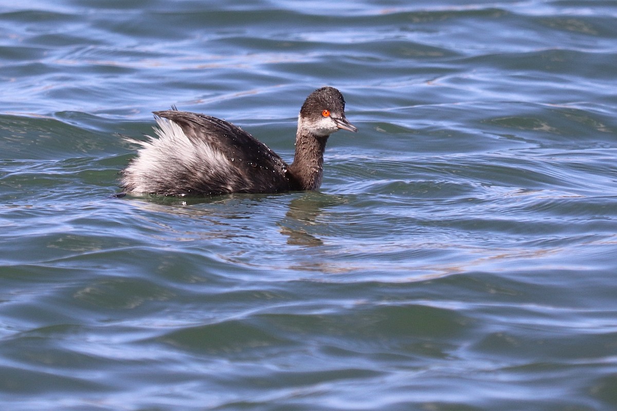 Eared Grebe - Maureen Houlahan