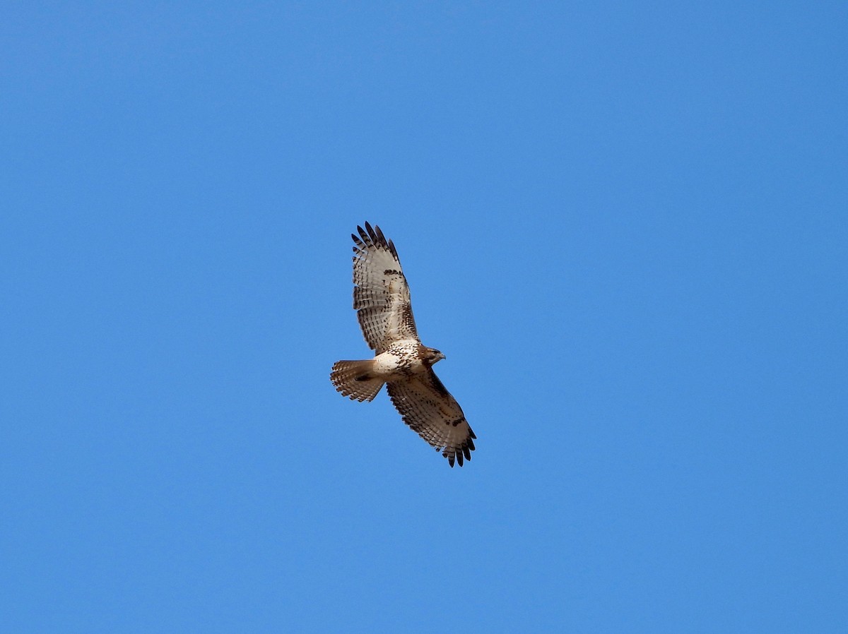 Red-tailed Hawk - ML308974961